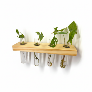 ILNOR Linea 4 – Hydroponic Wall Planter | Clear Natural Wall Decor